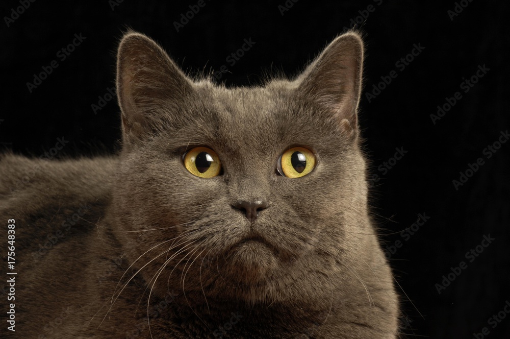 British Shorthair Cat Portrait