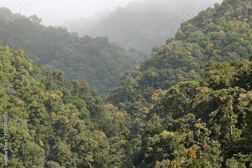 Los Quetzales National Park  oak forest  2300 mNN  Costa Rica  Central America