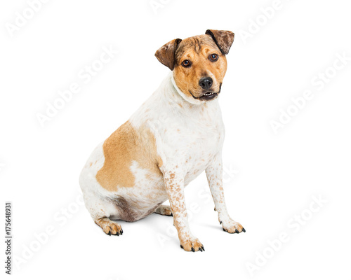 Friendly Mixed Breed Medium Size Dog Sitting on White © adogslifephoto