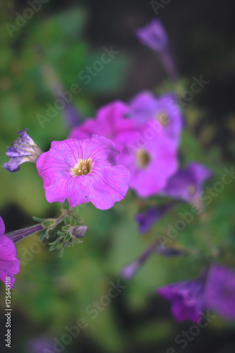Summer flowers - petunias on a blurred background.