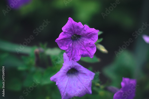 Summer flowers - petunias on a blurred background. photo