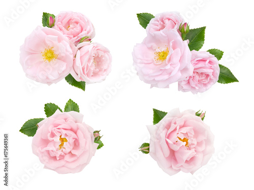 Wallpaper Mural Pink roses and buds set Torontodigital.ca