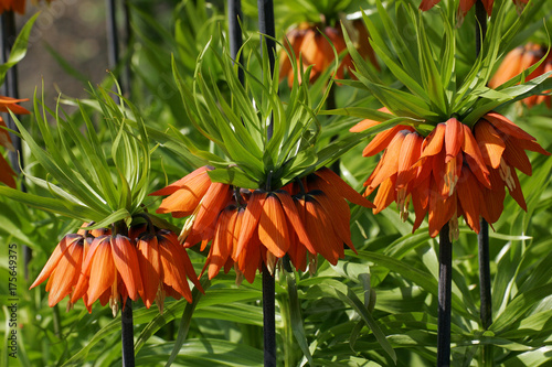 Flowering fritillary Rubra Maxima - crown imperial Rubra Maxima (Fritillaria imperialis Rubra Maxima) photo