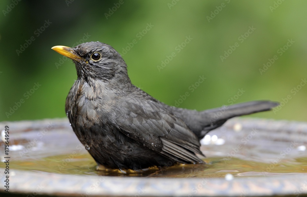 Female Blackbird (Turdus merula) bathing Female Blackbird (Turdus merula) bathing