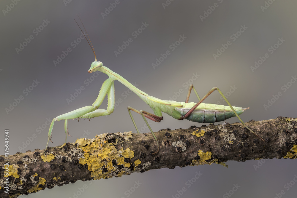 Giant Asian Mantis, isolated against a muted brown background. Hierodula Membranacea Giant Asian Mantis, isolated against a muted brown background. Hierodula Membranacea