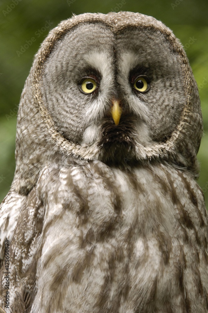 Great Grey Owl (Strix nebulosa) Great Grey Owl (Strix nebulosa)