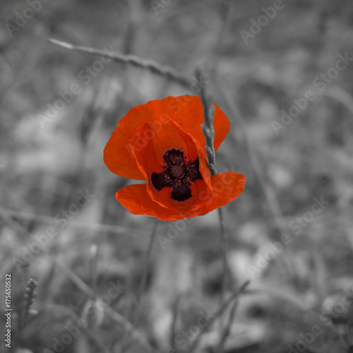 Red flower black and white photo