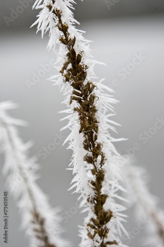 Grass and ice crystals, Hesse, Germany, Europe © imageBROKER