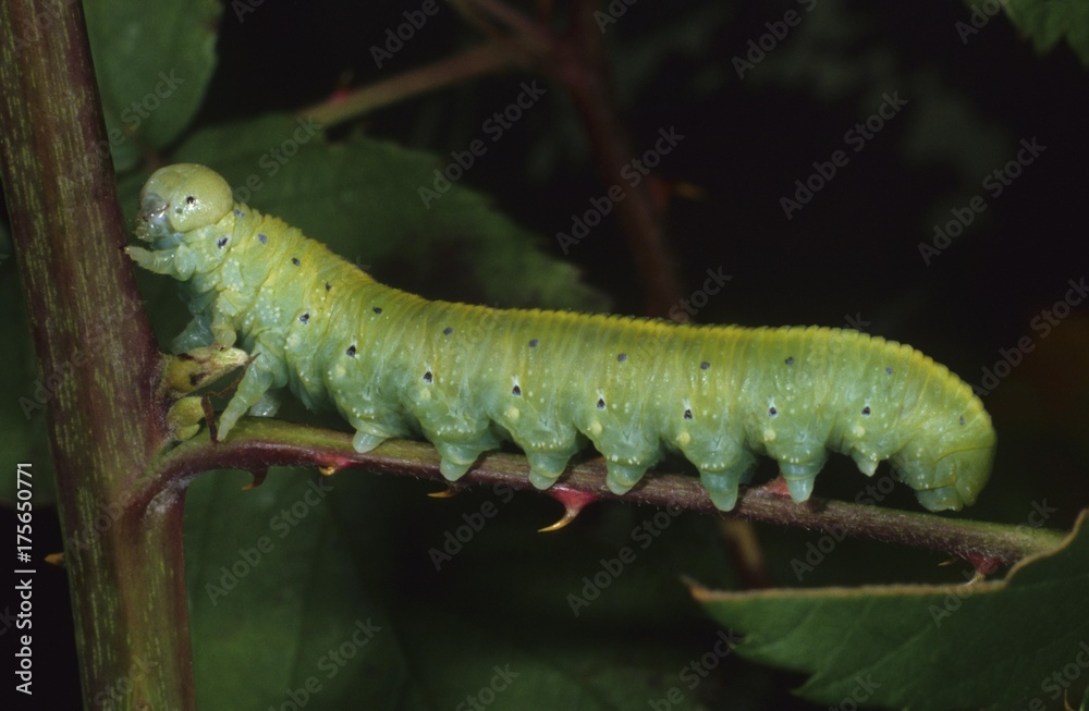 Sawfly Wasp larva (Cimbex lutea) Sawfly Wasp larva (Cimbex lutea)