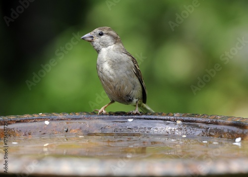House Sparrow (Passer domesticus) drinking