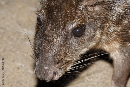 Fotografie Paca, Agouti paca (Cuniculus paca), Costa Rica, Central America
