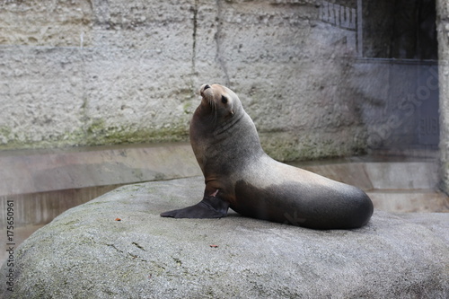 Robben, Seelöwe