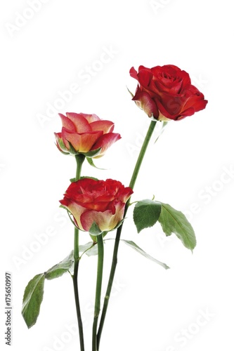 Red Roses (Rosa)