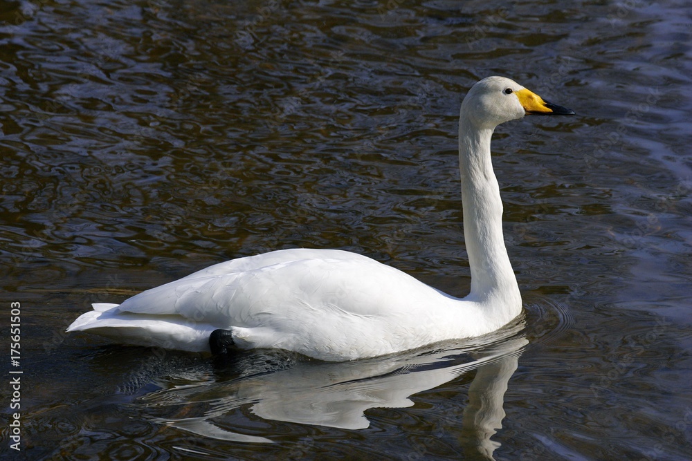 Fototapeta premium Whooper swan swimming at the water (Cygnus cygnus)