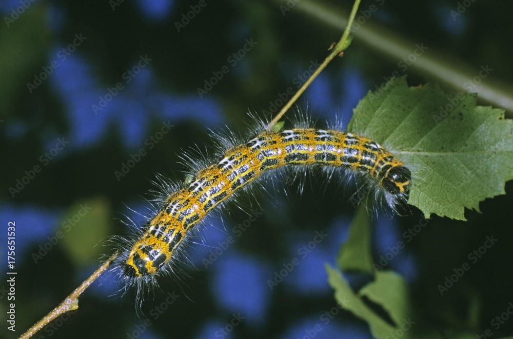 Fototapeta premium Buff-tip Caterpillar (Phalera bucephala) feeding