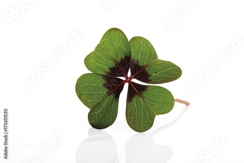 Four-leaf or lucky clover