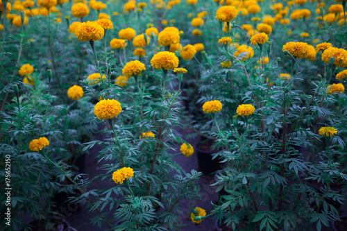 Many yellow marigolds were planted in black plastic pots. Lined up in full space.