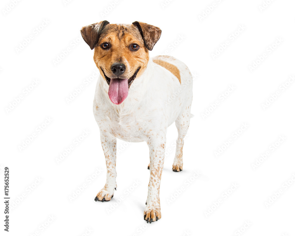 Happy Cattle Dog Crossbreed on White