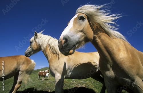 Haflinger horses  Fiss  Tyrol  Austria  Europe