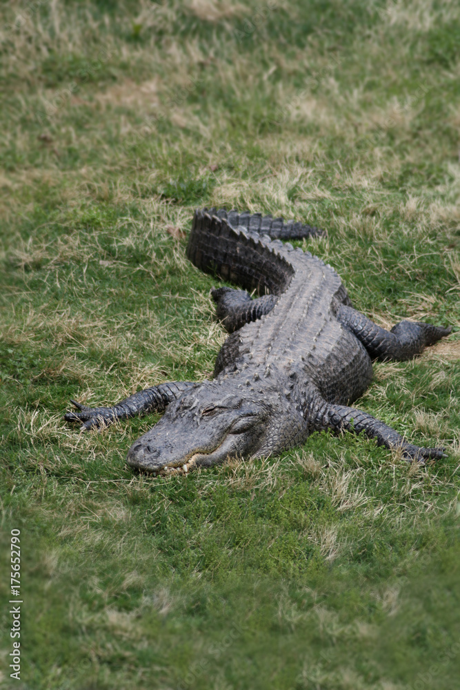 Obraz premium alligator in the grass