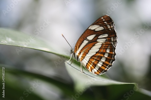 Brush-footed butterfly (Nymphalidae), butterfly house, Mainau Island, Baden-Wurttemberg, Germany, Europe © imageBROKER