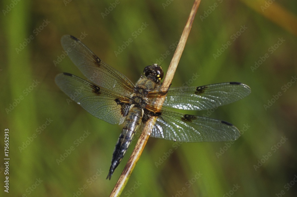 Four-spotted Chaser, Libellula quadrimaculata