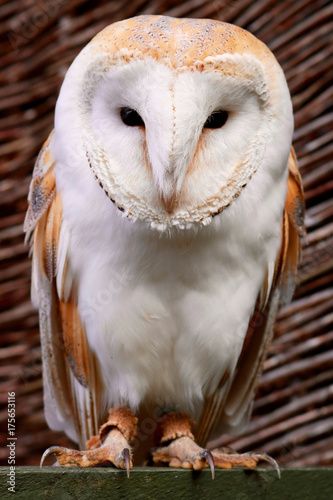 Barn owl on perch