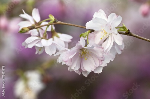 Higan Cherry or Autumn Cherry  Prunus subhirtella  blossoms