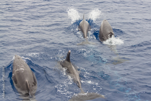 Dolphins near Los Gigantes,Tenerife/Spain