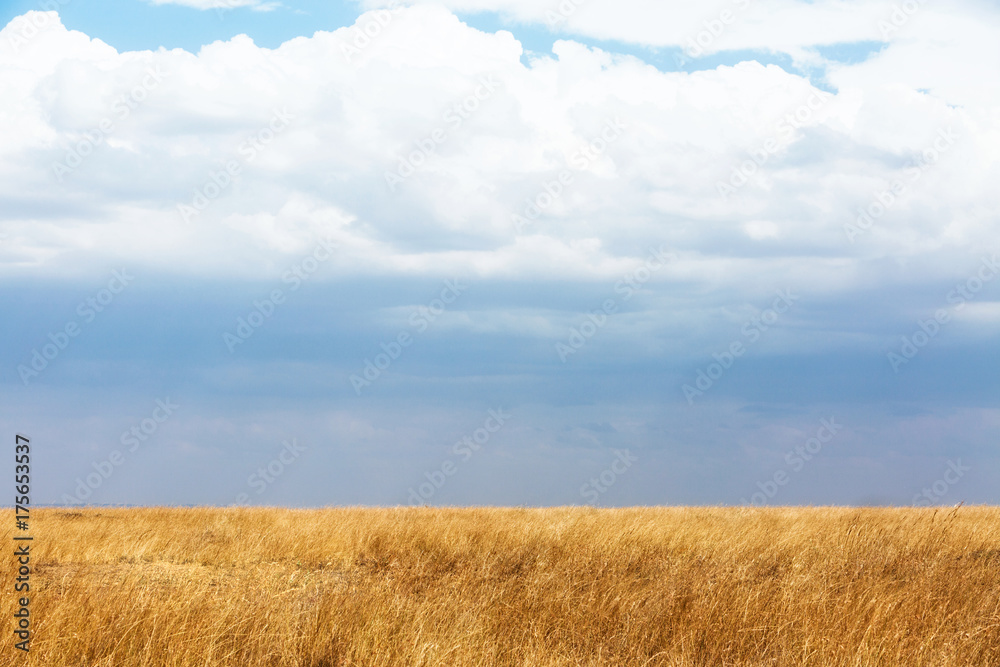 Open Grass Field With Blue Sky and Clouds