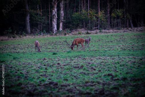 Red deer Assel Holland photo