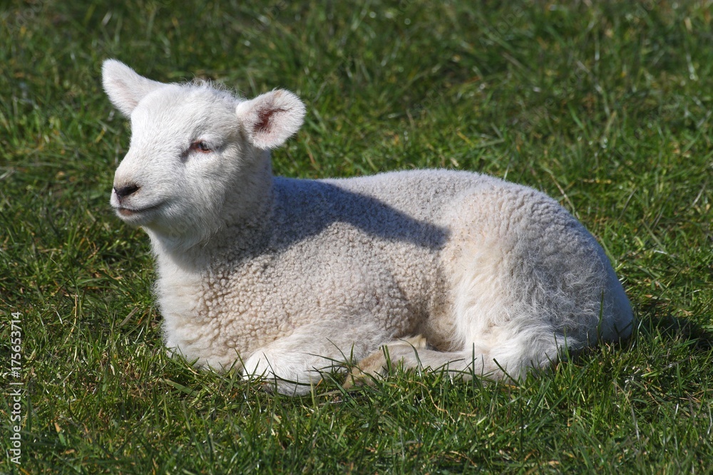 Ewe lamb - young domestic sheep (Ovis ammon f. aries ) Ewe lamb - young domestic sheep (Ovis ammon f. aries )