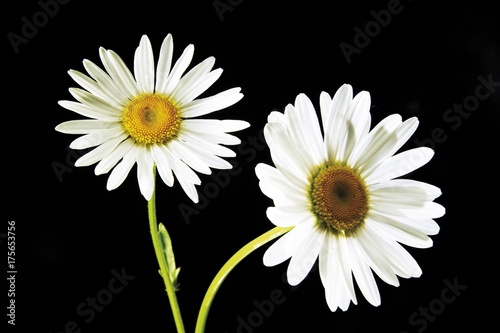 Ox-eye Daisies  Leucanthemum vulgare 