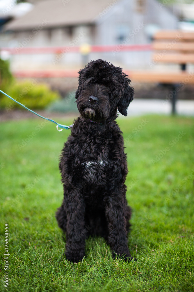 A Portuguese Water Dog puppy sitting in grass outside while on leash. A Portuguese Water Dog puppy sitting in grass outside while on leash.