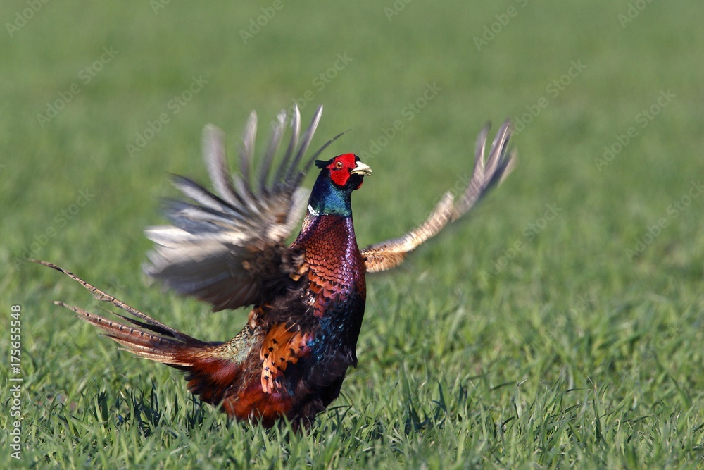 Fototapeta premium Male Common Pheasant (Phasianus colchicus) flapping its wings, courtship display, mating season, Dithmarschen, Schleswig-Holstein, Germany, Europe