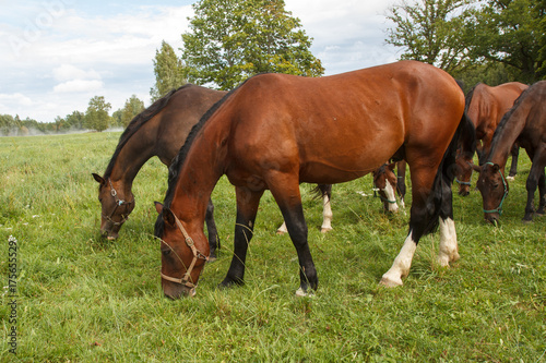 group of horses eating grass in the meadow © aigarsr