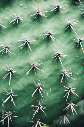 Close up green cactus plant with thorns photo