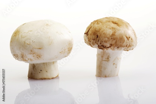 Button Mushrooms (Agaricus) photo