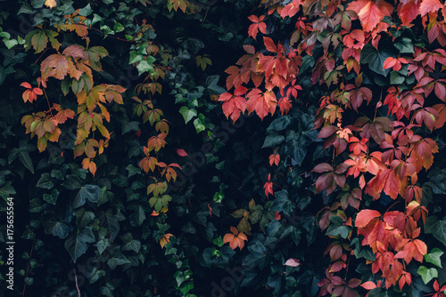 Colorful vine wall in a botanic garden