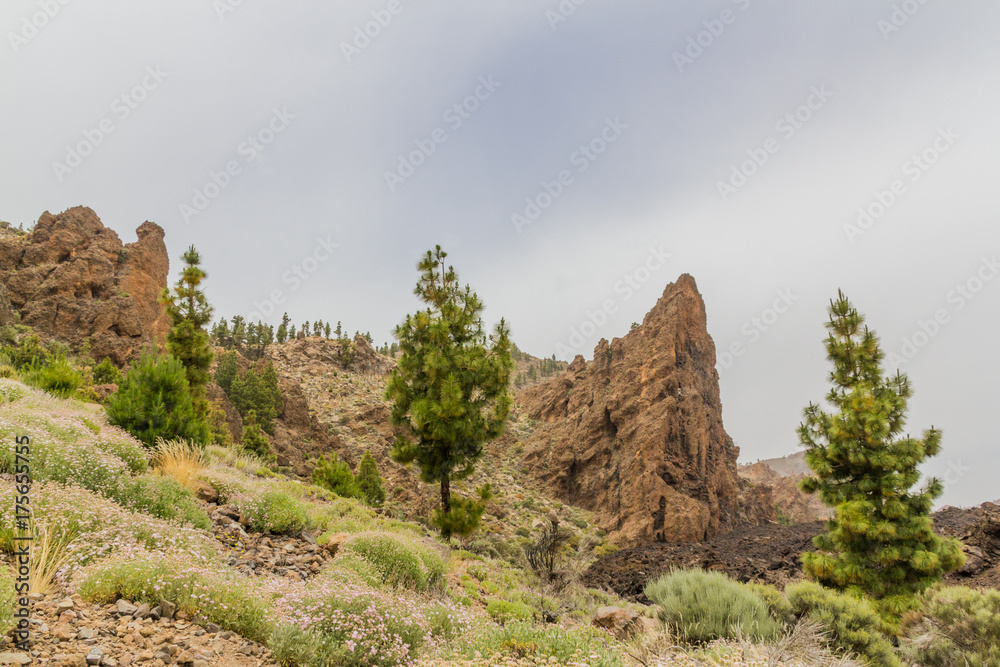 Beautiful view of Teide national park with lush green, beautiful wild flowers and impressive rocks