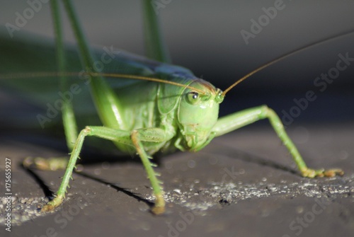 Grasshopper (Gomphocerinae) © imageBROKER