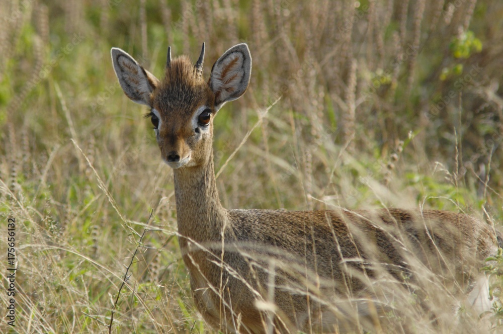 Guenther's Dikdik (Madoqua guentheri), Samburu National Reserve, Masai Mara, Kenya, Africa Guenther's Dikdik (Madoqua guentheri), Samburu National Reserve, Masai Mara, Kenya, Africa
