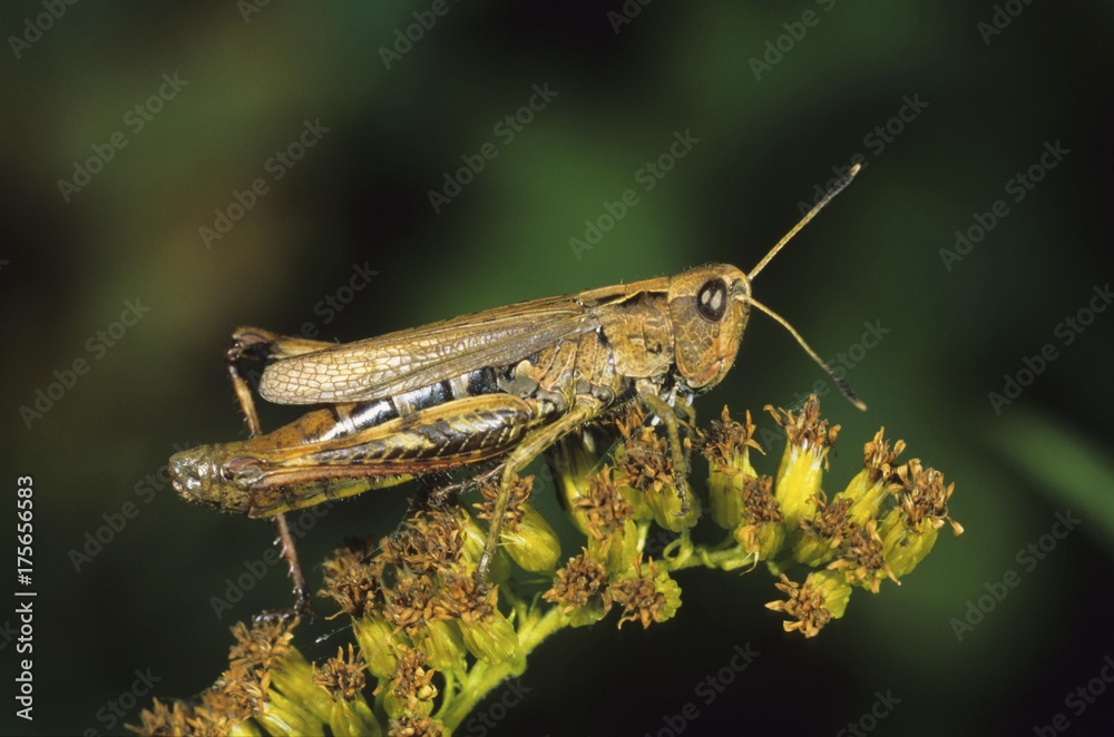 Rufous Grasshopper (Gomphocerus rufus), female Rufous Grasshopper (Gomphocerus rufus), female