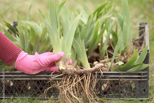 Seedling plants in the hands of the girl before planting. Iris with spring roots.