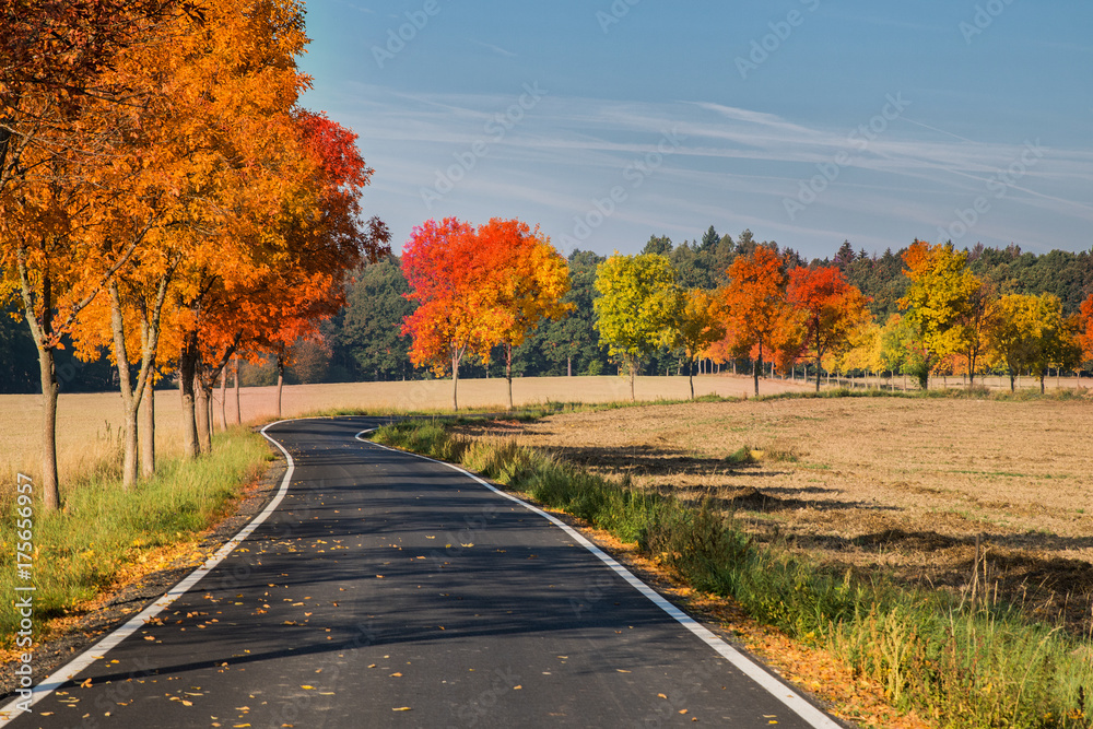 Obraz premium Autumn road