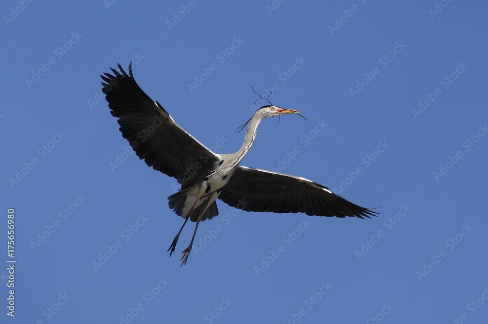 Obraz premium Grey Heron (Ardea cinerea) flying with nesting material