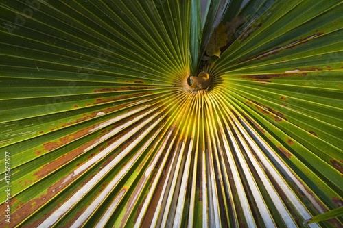 Palm frond  Indonesia  Asia