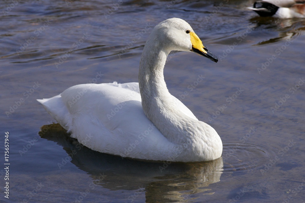 Whooper swan swimming at the water (Cygnus cygnus) Whooper swan swimming at the water (Cygnus cygnus)
