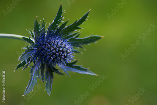 Fototapeta Naklejka Na Ścianę i Meble -  Blaue Edeldistelblüte