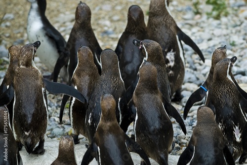 Group of Jackass Penguins from the back, Speniscus demersus photo